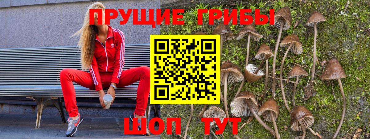 Галлюциногенные грибы GOLDEN TEACHER  Белебей  Псилоцибиновые грибы Psilocybine cubensis 